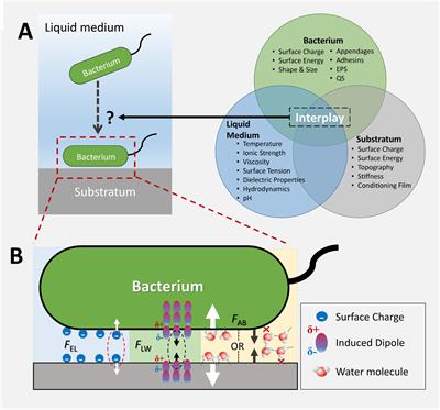 Micro- and Nanotopography Sensitive Bacterial Attachment Mechanisms: A Review